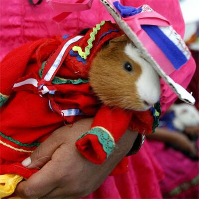 Anden-Meerschweinchen als Delikatesse