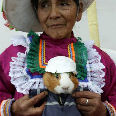 Anden-Meerschweinchen als Delikatesse