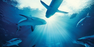 Atlantis Paradise Island/Instagram