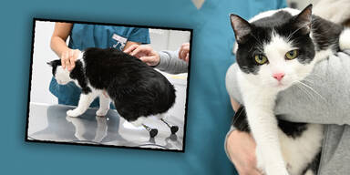 Cyberkater: Erste Katze mit Beinen aus 3D-Drucker