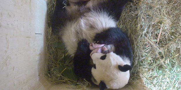 Panda Babys Zwillinge