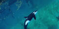 Wikie und Keijo: Zwei Orcas in Gefangenschaft