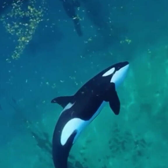Wikie und Keijo: Zwei Orcas in Gefangenschaft