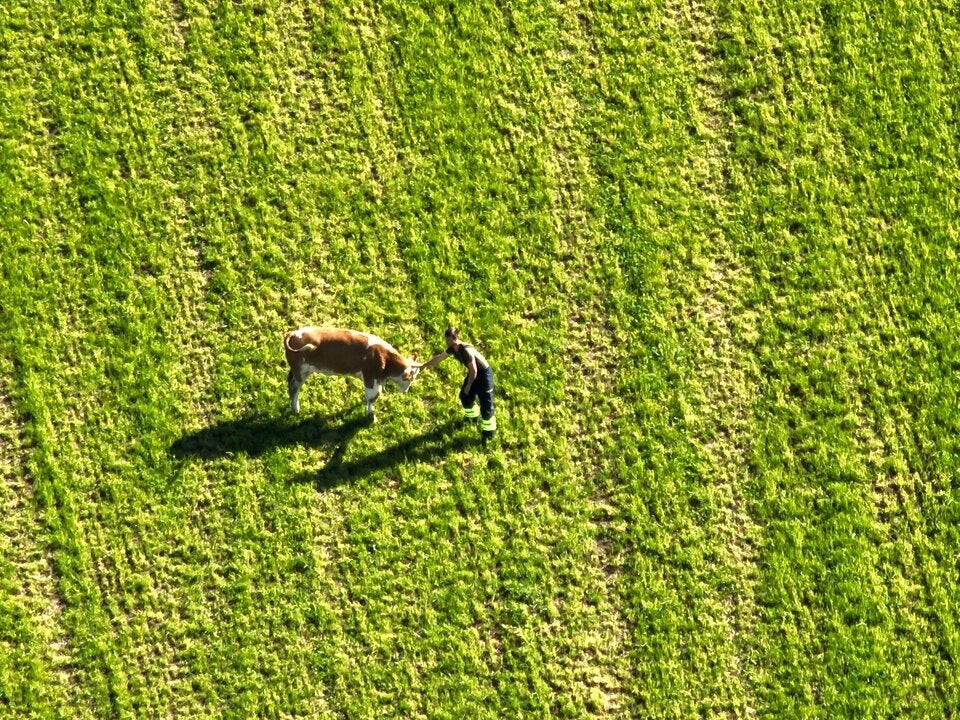 Entlaufene Kälber Drohnen