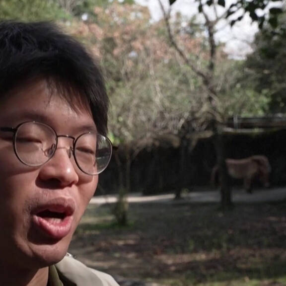 Taipeh Zoo rückt bedrohte Wildpferde ins Rampenlicht