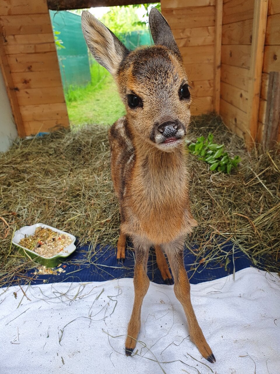 Ein Blick hinter die Kulissen des Wildtierschutzes in der Steiermark