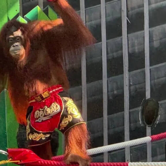 Orangutan-Babys vom Schwarzmarkt gerettet