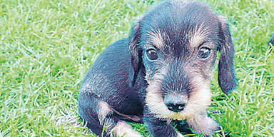 Toten Hund in Graben 