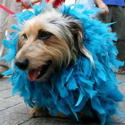 Dackel-Parade in Krakau