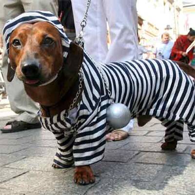 Dackel-Parade in Krakau