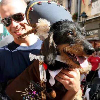 Dackel-Parade in Krakau