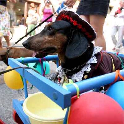Dackel-Parade in Krakau
