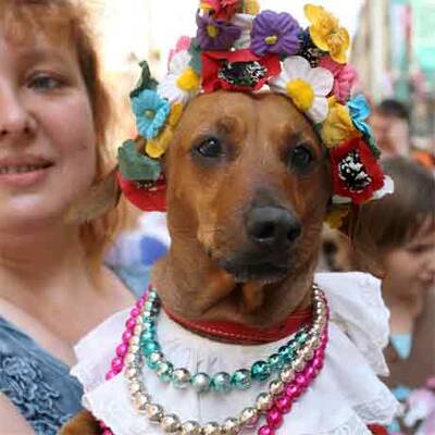 Dackel-Parade in Krakau
