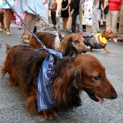 Dackel-Parade in Krakau