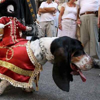 Dackel-Parade in Krakau