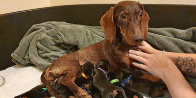 Dackel-Dame verungl&uuml;ckt: Tiersch&uuml;tzer retten Welpen