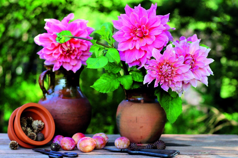 Dahlien: Die Königinnen des späten Sommers