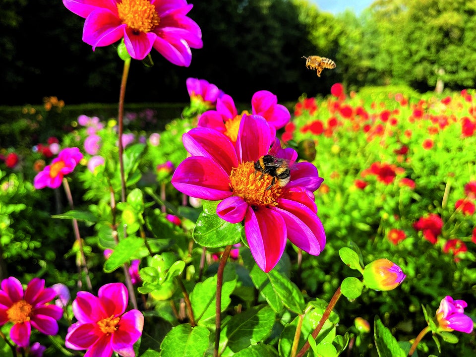Dahlien: Die Königinnen des späten Sommers