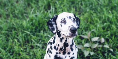 N&Ouml;: Dalmatiner von Spazierg&auml;nger erschossen