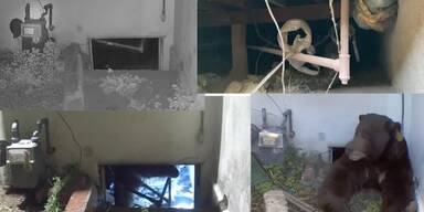 250-Kilo-B&auml;r nistet sich in Hauskeller ein