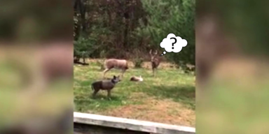 deer_mindfuck.png