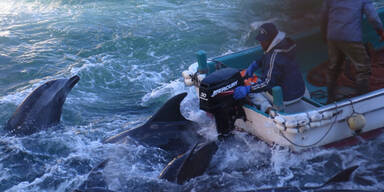 Delfin-Abschlachten hat wieder begonnen