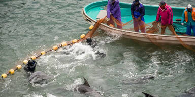 Delfin-Abschlachten hat wieder begonnen