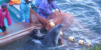 Delfin-Abschlachten hat wieder begonnen