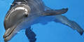 Delfin