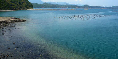 Delfin-Gemetzel neben Freizeit-Park
