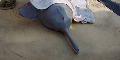 delfin_tot