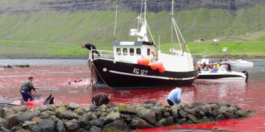 Delfine auf F&auml;r&ouml;er-Inseln
