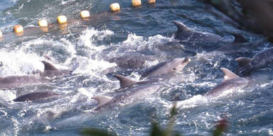 Japan schlachtet wieder Delfine ab