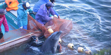 Japan schlachtet wieder Delfine ab