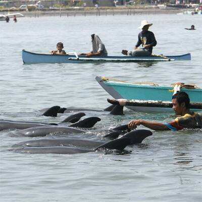 Dramatische Delfin-Rettung