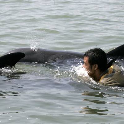 Dramatische Delfin-Rettung
