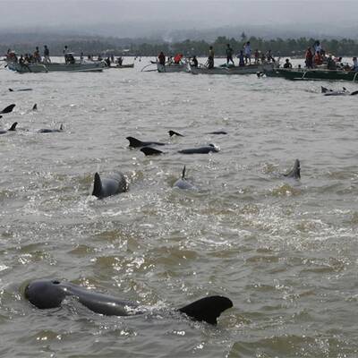 Dramatische Delfin-Rettung