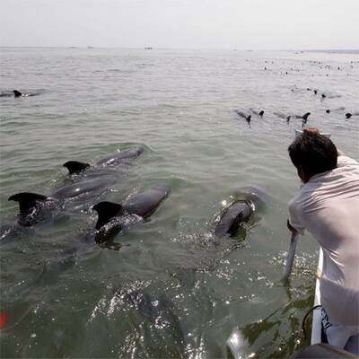 Dramatische Delfin-Rettung