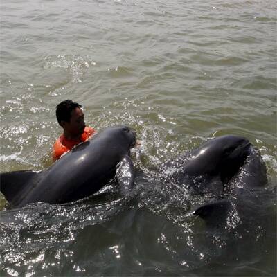 Dramatische Delfin-Rettung