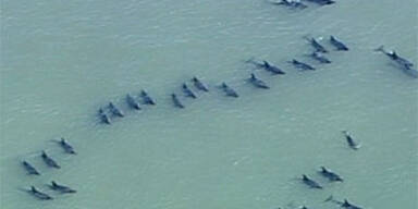 Gestrandete Delfine wieder zurück im Meer
