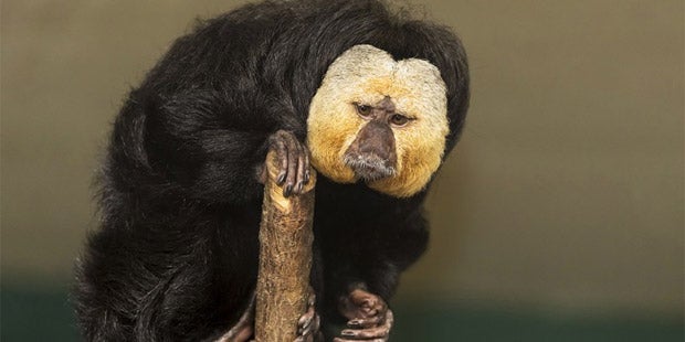 Weißgesichtssakis Schönbrunn