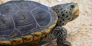 Schildkr&ouml;ten st&uuml;rmen Flughafen