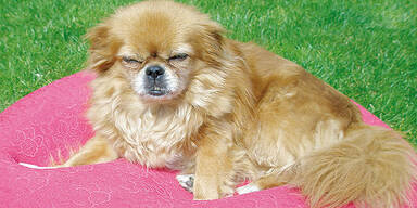 Hunde-Dame "Diana" wurde gestohlen