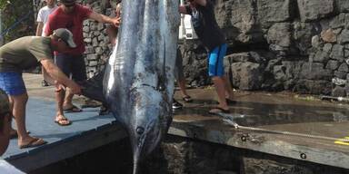 Teenager fängt 480-Kilo-Fisch