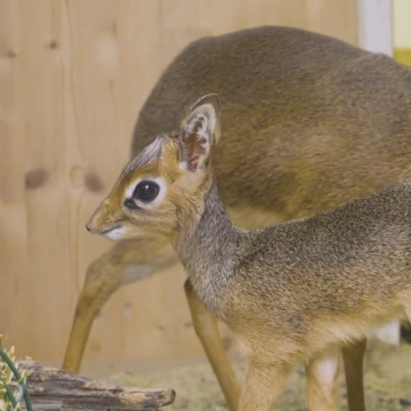 Zwei junge Kirk-Dikdiks in Schönbrunn