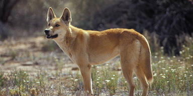 Vater rettet Baby aus Maul eines Dingos