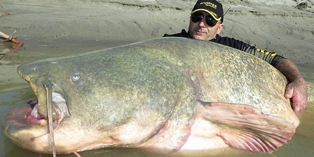 Dino Ferrari fängt 127-kg-Monsterwels