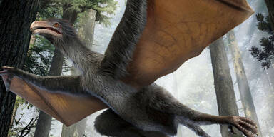 Forscher entdecken Fledermaus-Dino