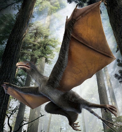 Forscher entdecken Fledermaus-Dino
