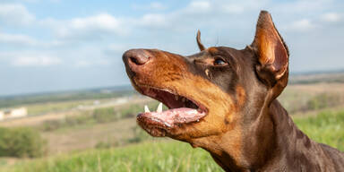 Dobermann